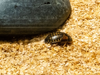 Argentinian wood cockroach - De Zonnegloed - Animal park - Animal refuge centre 